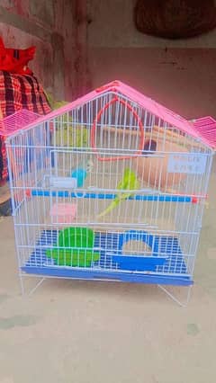 Australian Totoon ka jora with pinjra for sale parrot for sale