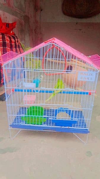 Australian Totoon ka jora with pinjra for sale parrot for sale 0