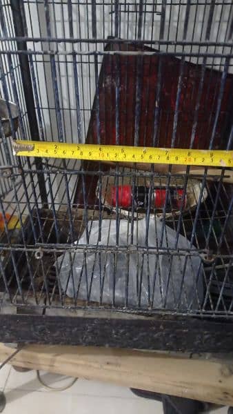 grey parrot cage for sale 6