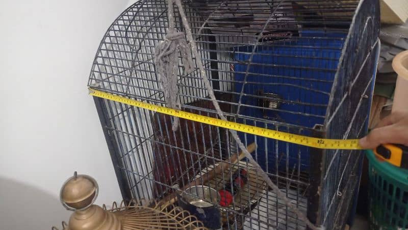 grey parrot cage for sale 8