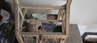 2 Australian parrots with pinjra with matka  final price only 1200