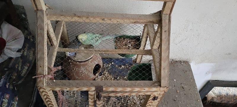 2 Australian parrots with pinjra with matka  final price only 1200 0