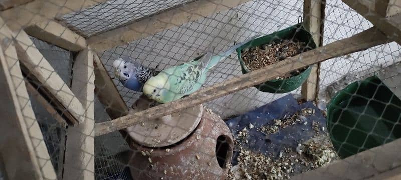 2 Australian parrots with pinjra with matka  final price only 1200 2