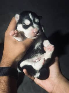 Siberian Husky For Sale . . . Non pedigree . . 0