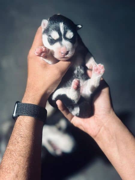Siberian Husky For Sale . . . Non pedigree . . 1