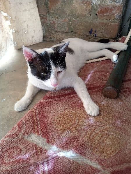 domestic short hair cat black white stray cat 0