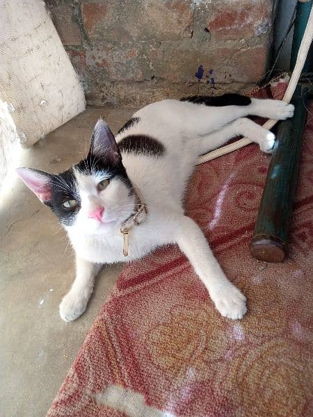domestic short hair cat black white stray cat 2