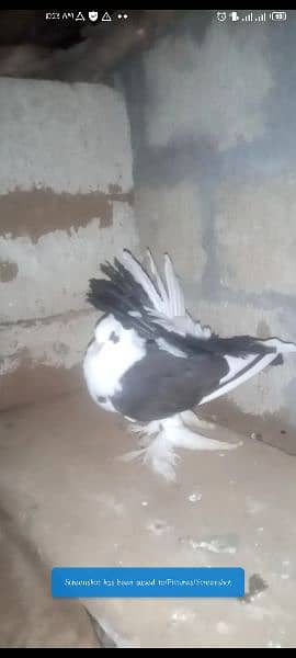 Flower Tail Best quality Fantail Breeder's all guarantee crgo psbl 1