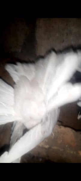 Flower Tail Best quality Fantail Breeder's all guarantee crgo psbl 5