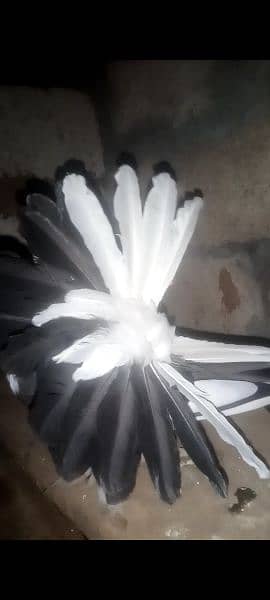 Flower Tail Best quality Fantail Breeder's all guarantee crgo psbl 7