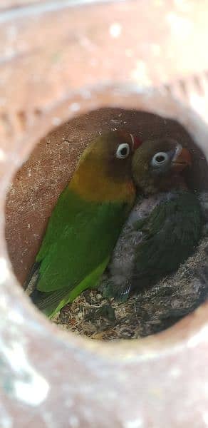 parrot lovebird fisher x black head with chick full covered 0