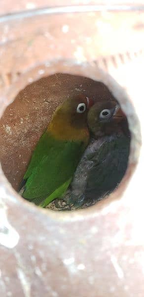 parrot lovebird fisher x black head with chick full covered 1