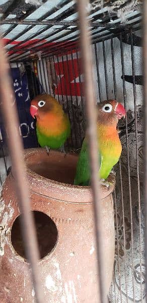 parrot lovebird fisher x black head with chick full covered 3