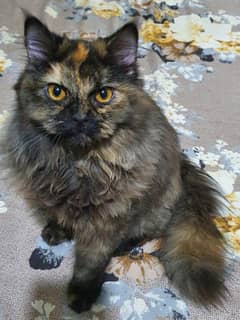 Persian Cat for adoption
