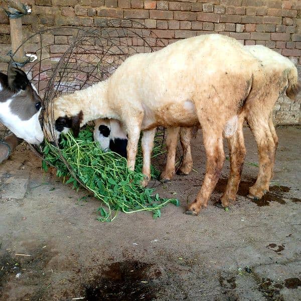 sheep for sale chatra bechna hai 2