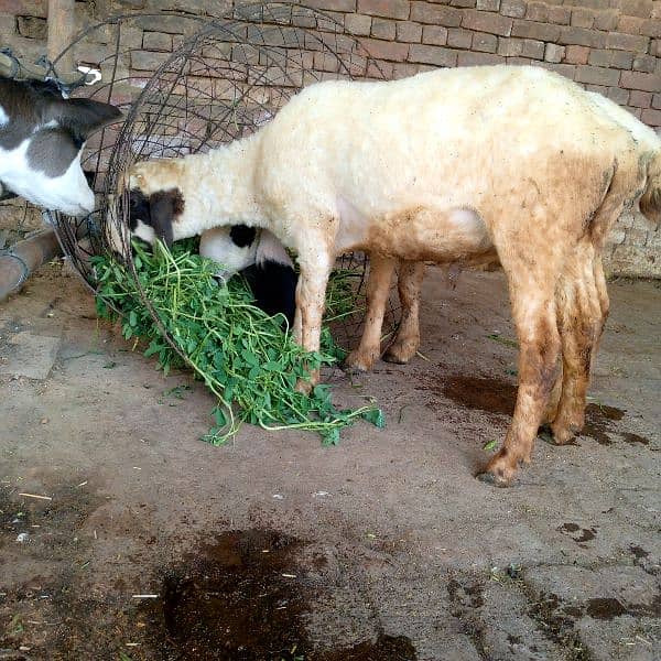 sheep for sale chatra bechna hai 5