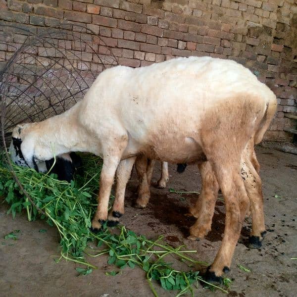 sheep for sale chatra bechna hai 7