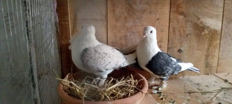 sattinete pigeon pair 4