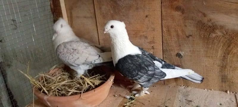 sattinete pigeon pair 6