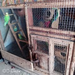 Australian parrot 16 pieces with cage for sale