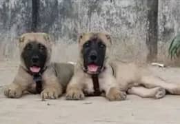 king kurdish kanggala dog heavy born security dog pair 3months tor sal 0