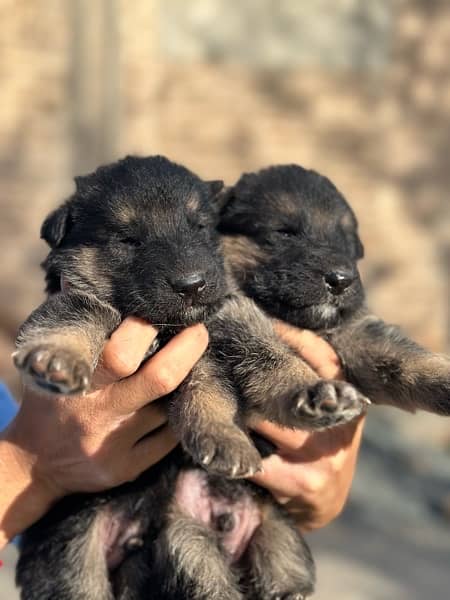 Long coat gsd puppies Available;) 1