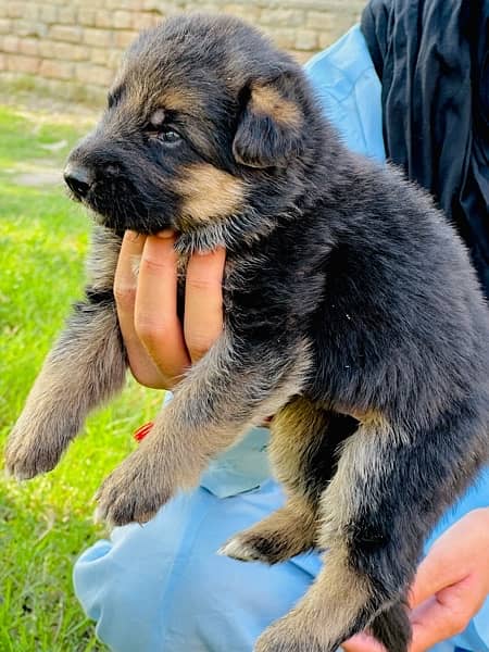 Long coat gsd puppies Available;) 4