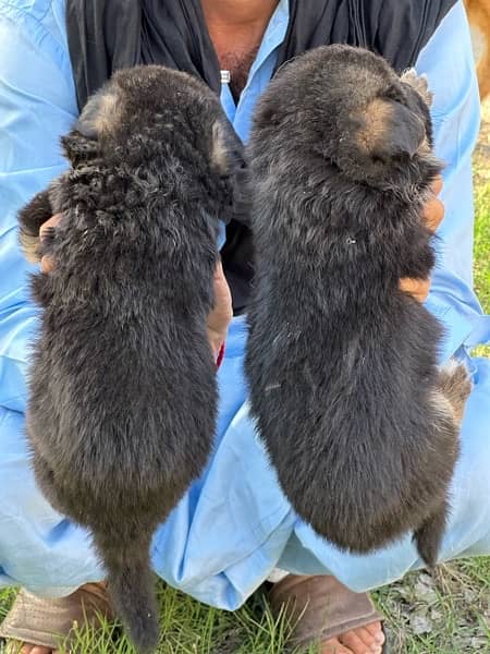 Long coat gsd puppies Available;) 5