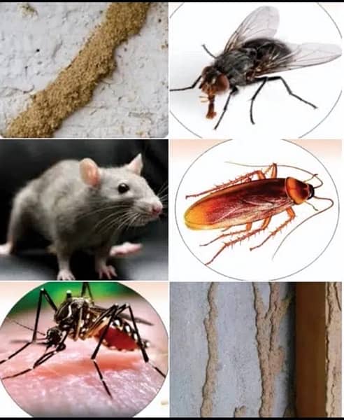 Pest control services & Termite Treatment Fumigation all types insects 1