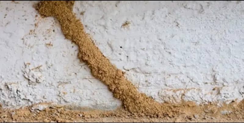 Pest control & Termite Treatment 7