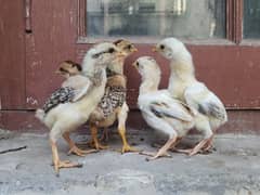Heera cross aseel chicks for sale