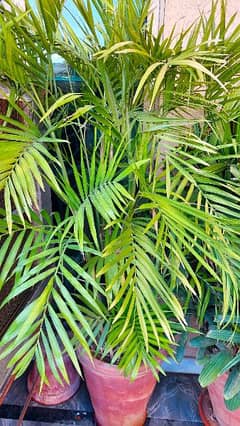 Healthy and well-maintained 7 feet tall Cane Palm Plants