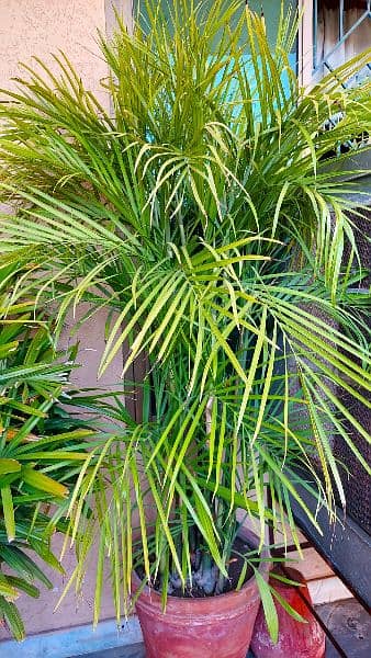 Healthy and well-maintained 7 feet tall Cane Palm Plants 1