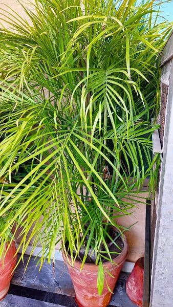 Healthy and well-maintained 7 feet tall Cane Palm Plants 2