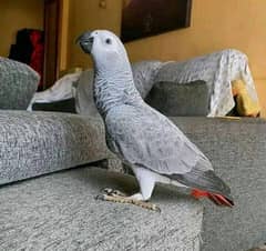 african grey parrot red factor
