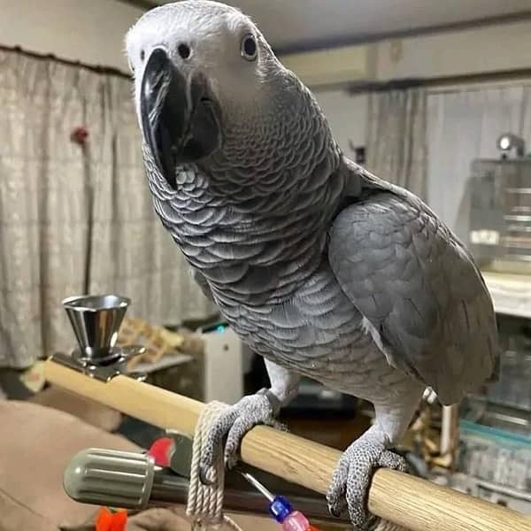 african grey parrot red factor 1