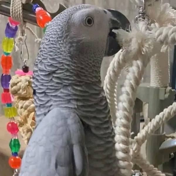 african grey parrot red factor 2
