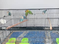 Blue fisher confirm Splitino with all birds and cage(Pinjra)