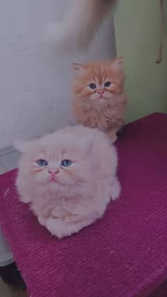 Persian kittens