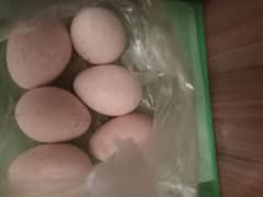 Turkey fertile eggs for sale