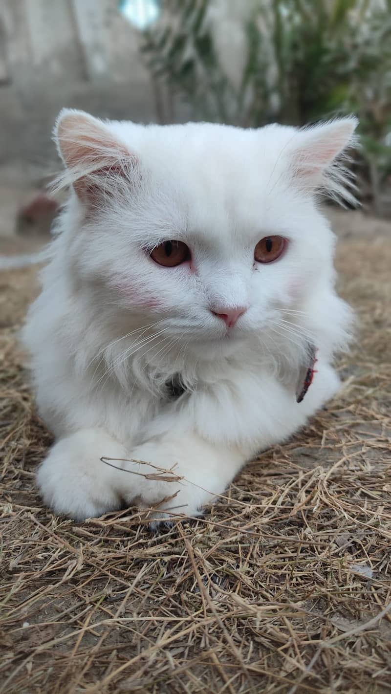 persian cat  Triple coated (Male) Fully Trained 3