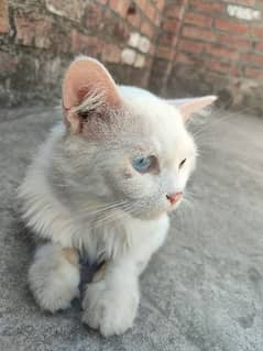 Persian male cat 1.5years old 0