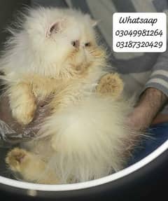 pure Persian exotic female cat pure piki face from cfa