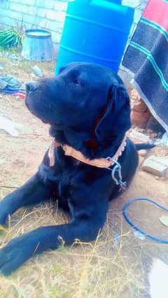 Labrador Dog 14 Month Age fully Vaccinated