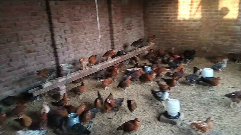 Chicken. Hens For Sale 1