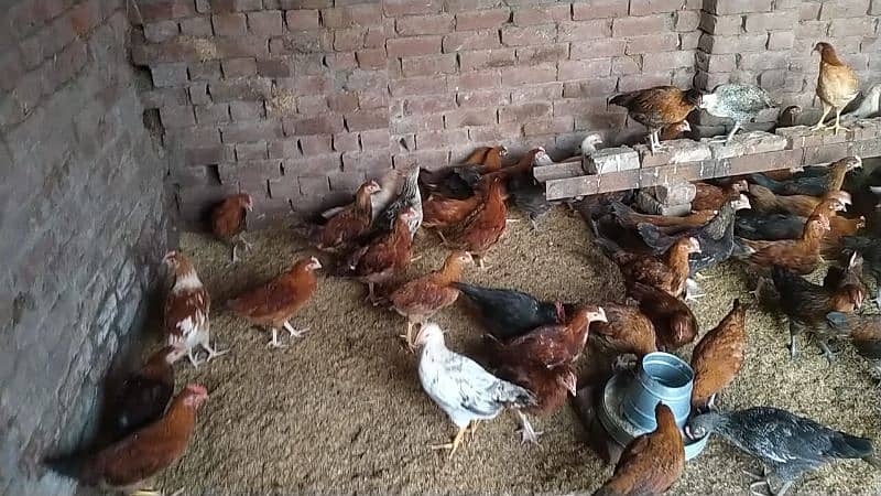 Chicken. Hens For Sale 2