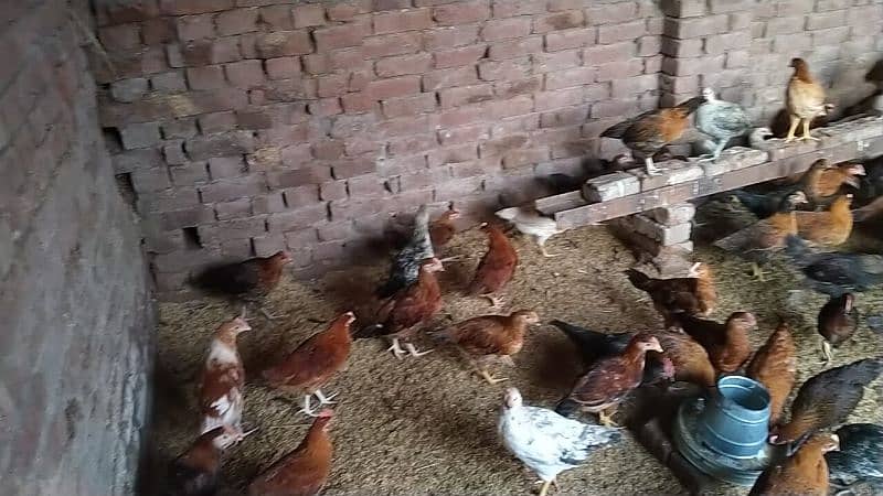 Chicken. Hens For Sale 3