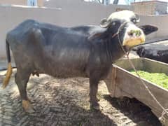 Nili / bflo / cow for sale