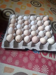 dessy eggs for sell call number 03340575897 whatsapp 03185029518