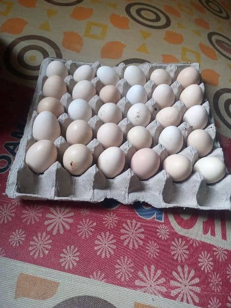 dessy eggs for sell call number 03340575897 whatsapp 03185029518 0
